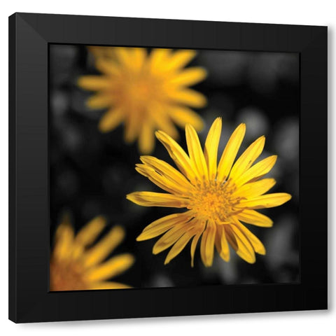 Celebration IV Black Modern Wood Framed Art Print with Double Matting by Crane, Rita