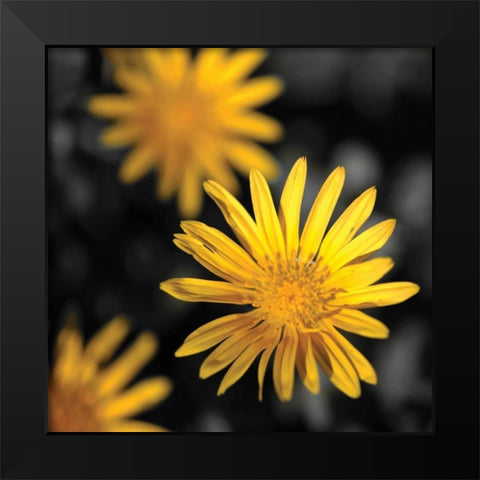 Celebration IV Black Modern Wood Framed Art Print by Crane, Rita