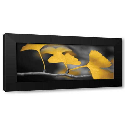 Yellow Gingko II Black Modern Wood Framed Art Print by Crane, Rita