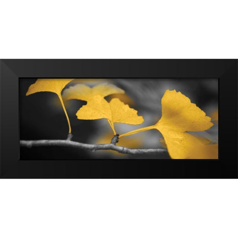 Yellow Gingko II Black Modern Wood Framed Art Print by Crane, Rita