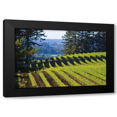 Sunlit Vineyard I Black Modern Wood Framed Art Print with Double Matting by Crane, Rita