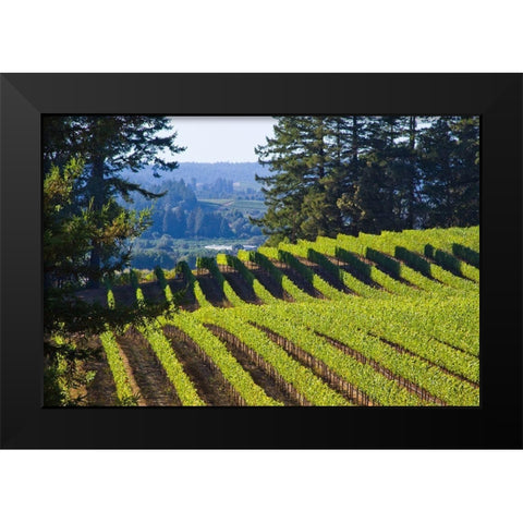 Sunlit Vineyard I Black Modern Wood Framed Art Print by Crane, Rita