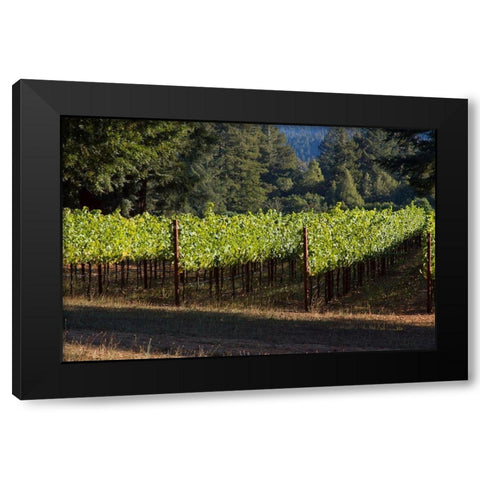 Sunlit Vineyard II Black Modern Wood Framed Art Print with Double Matting by Crane, Rita