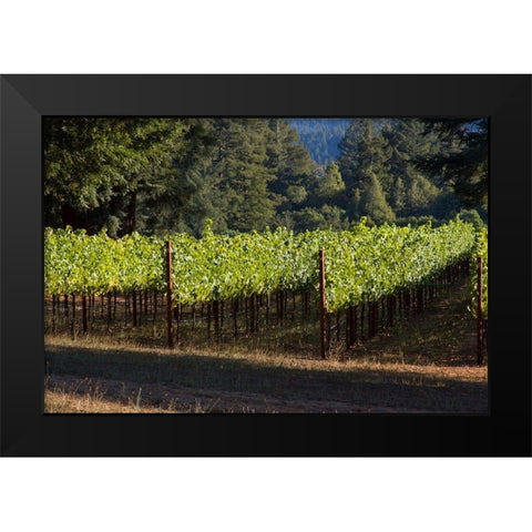 Sunlit Vineyard II Black Modern Wood Framed Art Print by Crane, Rita