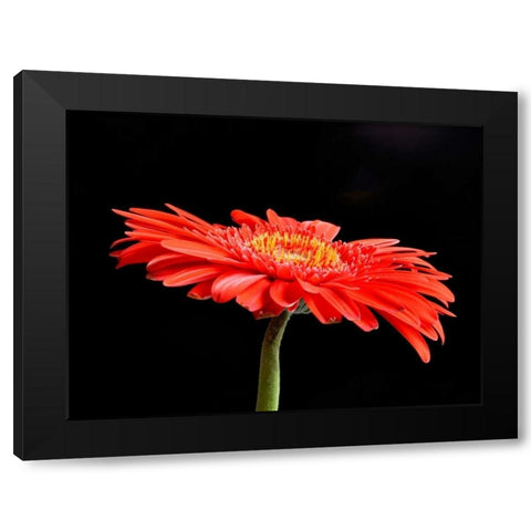 Gerber Angle V Black Modern Wood Framed Art Print by Christensen, Jim