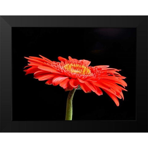 Gerber Angle V Black Modern Wood Framed Art Print by Christensen, Jim