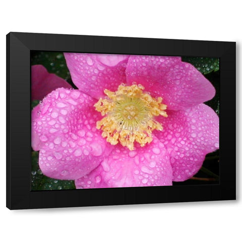 Flower After Rain II Black Modern Wood Framed Art Print by Christensen, Jim