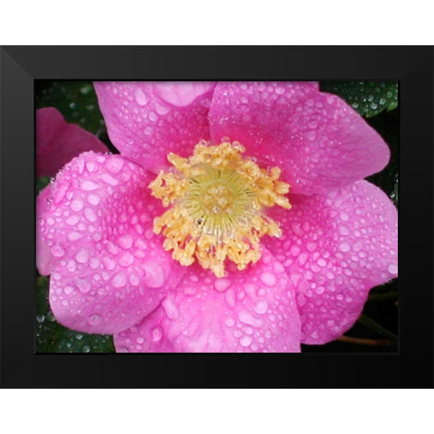 Flower After Rain II Black Modern Wood Framed Art Print by Christensen, Jim
