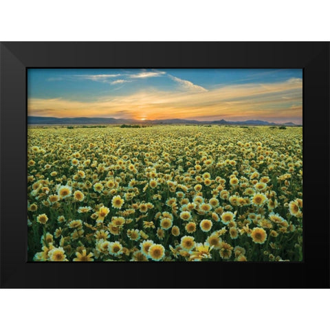 Carrizo II Black Modern Wood Framed Art Print by Geistweite, Mark