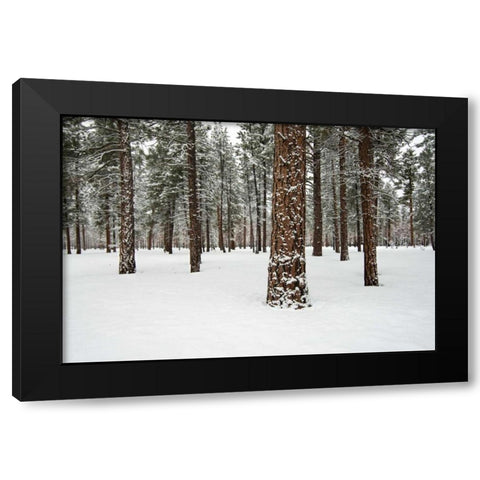 Ponderosa Forest Black Modern Wood Framed Art Print by Hellmann, Stan