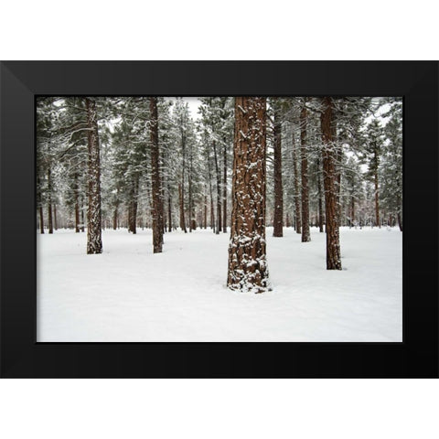Ponderosa Forest Black Modern Wood Framed Art Print by Hellmann, Stan