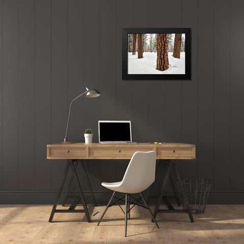 Four Ponderosas Black Modern Wood Framed Art Print by Hellmann, Stan