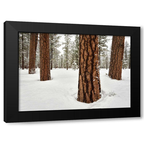 Four Ponderosas Black Modern Wood Framed Art Print by Hellmann, Stan