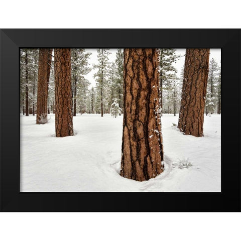 Four Ponderosas Black Modern Wood Framed Art Print by Hellmann, Stan