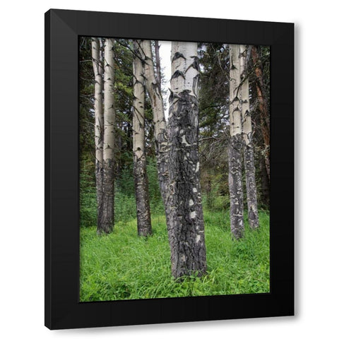 Birch Stand Black Modern Wood Framed Art Print by Hellmann, Stan