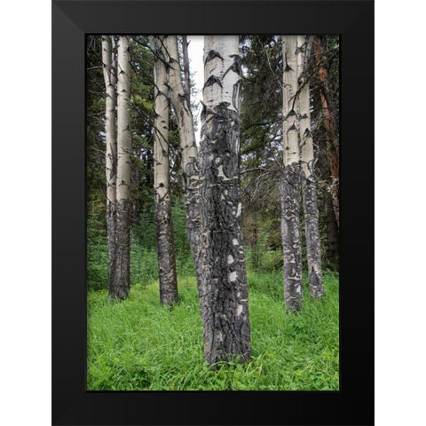 Birch Stand Black Modern Wood Framed Art Print by Hellmann, Stan