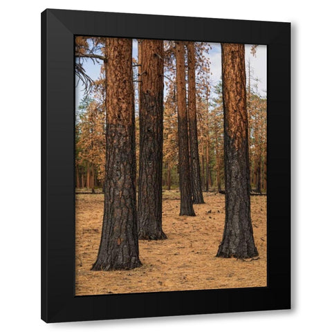 Ponderosa Forest after Fire Black Modern Wood Framed Art Print by Hellmann, Stan