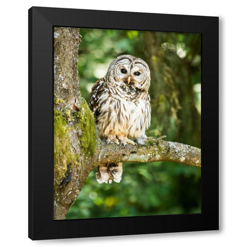 Einstein I Black Modern Wood Framed Art Print with Double Matting by Hellmann, Stan