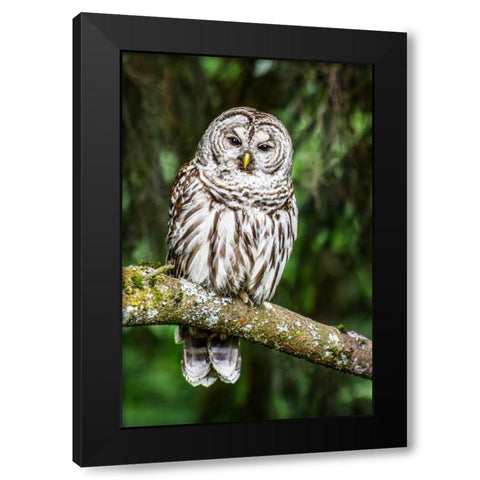 Einstein II Black Modern Wood Framed Art Print with Double Matting by Hellmann, Stan