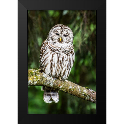 Einstein II Black Modern Wood Framed Art Print by Hellmann, Stan