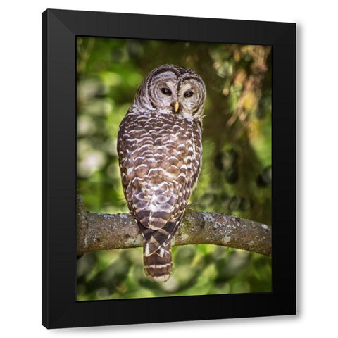 Einstein III Black Modern Wood Framed Art Print with Double Matting by Hellmann, Stan