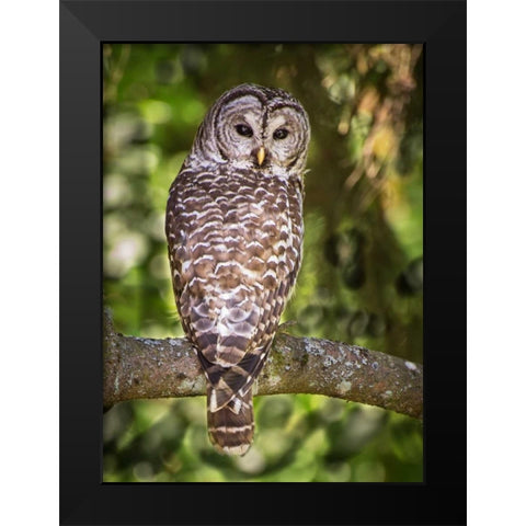 Einstein III Black Modern Wood Framed Art Print by Hellmann, Stan