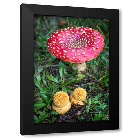Amanita Muscaria Black Modern Wood Framed Art Print with Double Matting by Hellmann, Stan
