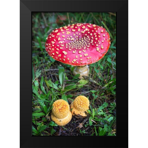 Amanita Muscaria Black Modern Wood Framed Art Print by Hellmann, Stan