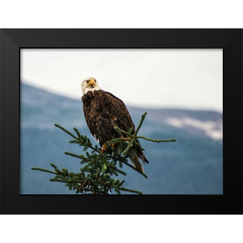 Bald Eagle I Black Modern Wood Framed Art Print by Hellmann, Stan