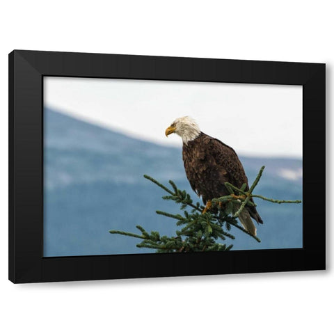 Bald Eagle II Black Modern Wood Framed Art Print with Double Matting by Hellmann, Stan