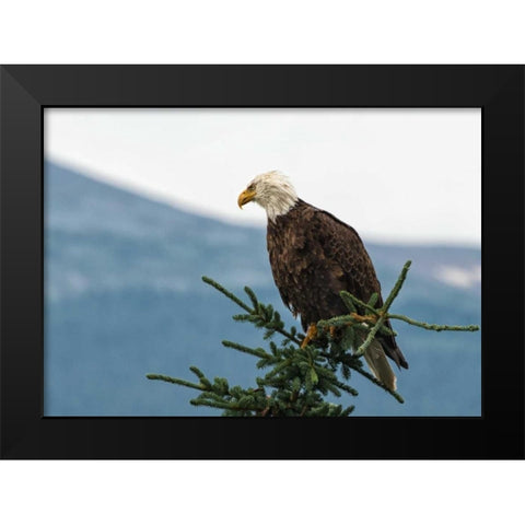 Bald Eagle II Black Modern Wood Framed Art Print by Hellmann, Stan