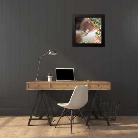 Hummingbird Black Modern Wood Framed Art Print by Hellmann, Stan