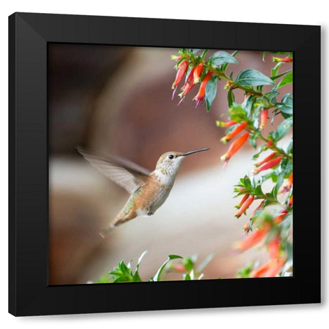 Hummingbird Black Modern Wood Framed Art Print with Double Matting by Hellmann, Stan
