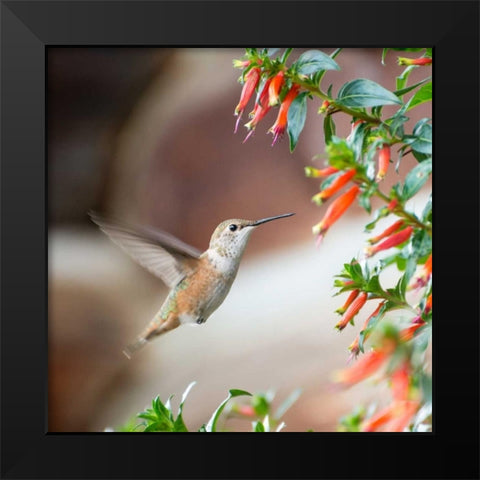 Hummingbird Black Modern Wood Framed Art Print by Hellmann, Stan