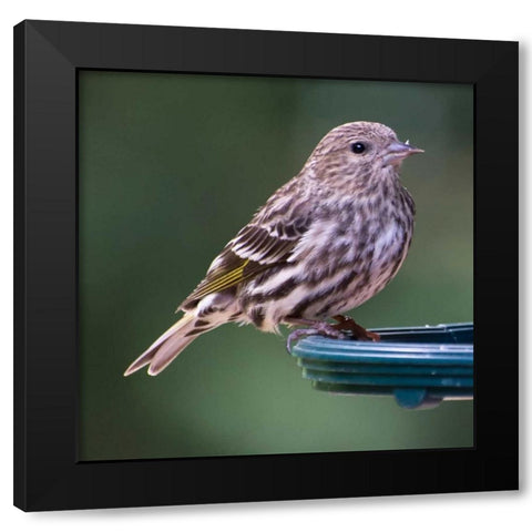 Pine Siskin Black Modern Wood Framed Art Print with Double Matting by Hellmann, Stan