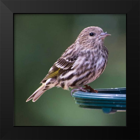 Pine Siskin Black Modern Wood Framed Art Print by Hellmann, Stan