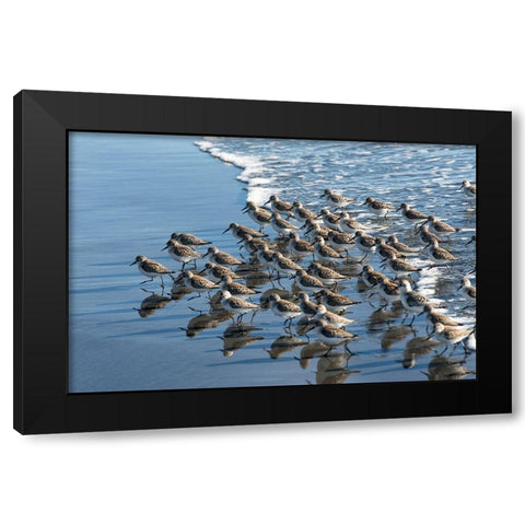 Sandpipers at Kalaloch Black Modern Wood Framed Art Print with Double Matting by Hellmann, Stan