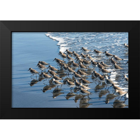 Sandpipers at Kalaloch Black Modern Wood Framed Art Print by Hellmann, Stan