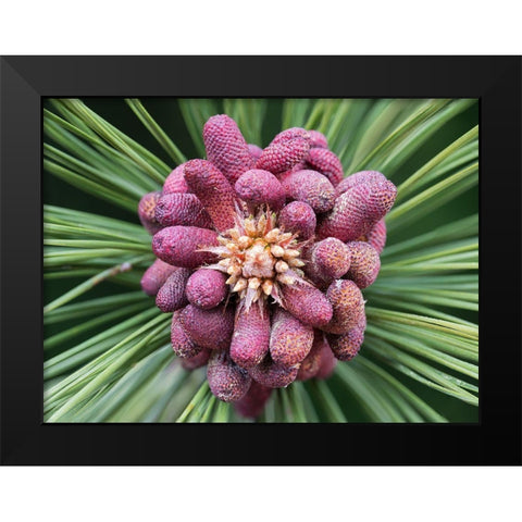 Forming Pine Cone Black Modern Wood Framed Art Print by Hellmann, Stan