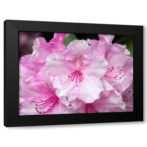 Rhododendron Black Modern Wood Framed Art Print with Double Matting by Hellmann, Stan