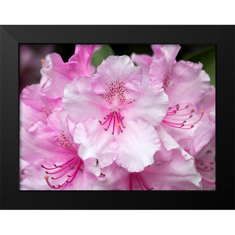 Rhododendron Black Modern Wood Framed Art Print by Hellmann, Stan