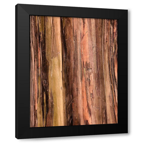 Eucalyptus Bark II Black Modern Wood Framed Art Print with Double Matting by Hellmann, Stan