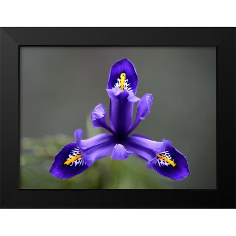 First Spring Iris Black Modern Wood Framed Art Print by Hellmann, Stan