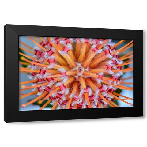 Pincushion Explosion Black Modern Wood Framed Art Print with Double Matting by Hellmann, Stan