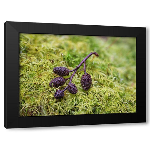 Tiny Alder Cones on Fern Moss Black Modern Wood Framed Art Print with Double Matting by Hellmann, Stan