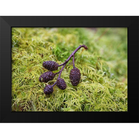 Tiny Alder Cones on Fern Moss Black Modern Wood Framed Art Print by Hellmann, Stan