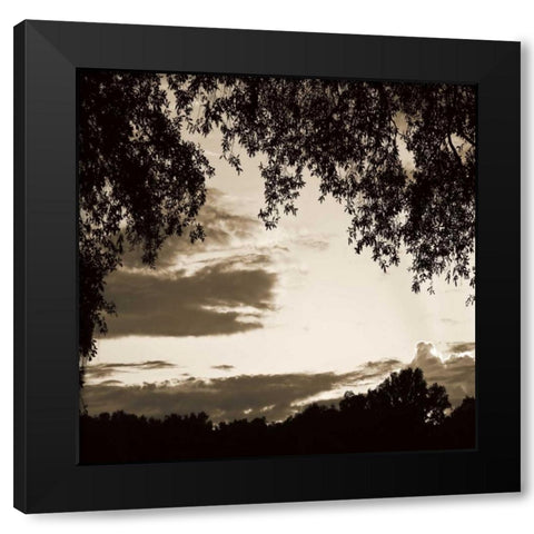 Sunset Trees Sepia Sq II Black Modern Wood Framed Art Print by Hausenflock, Alan