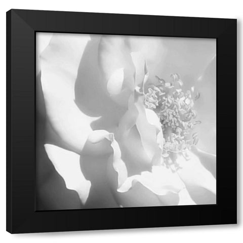 BW Rose Sq I Black Modern Wood Framed Art Print with Double Matting by Hausenflock, Alan