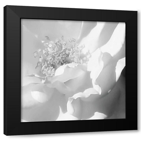 BW Rose Sq II Black Modern Wood Framed Art Print with Double Matting by Hausenflock, Alan