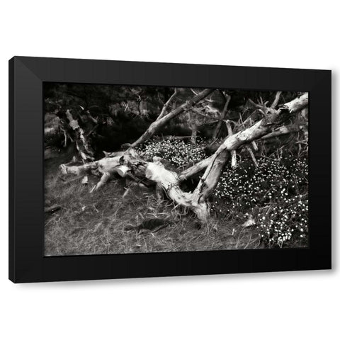 Fallen Cypress I Black Modern Wood Framed Art Print by Hausenflock, Alan